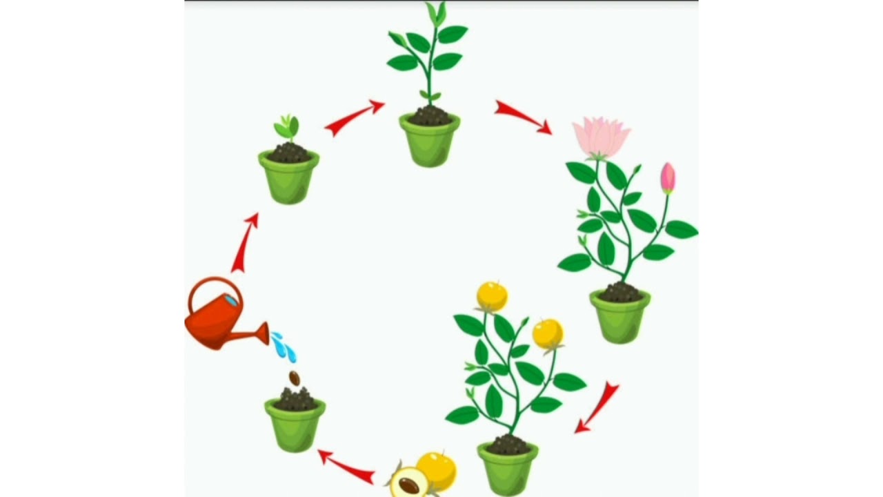 What do plants need to grow? YouTube