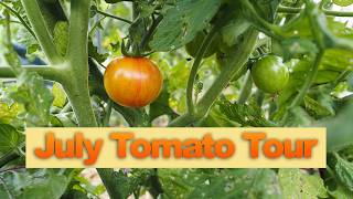 Earliest Tomato Varieties