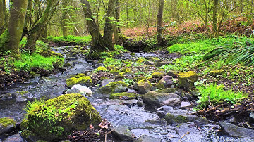 Gitanjali - Rabindranath Tagore - 76 - Under thy great sky in solitude and silence