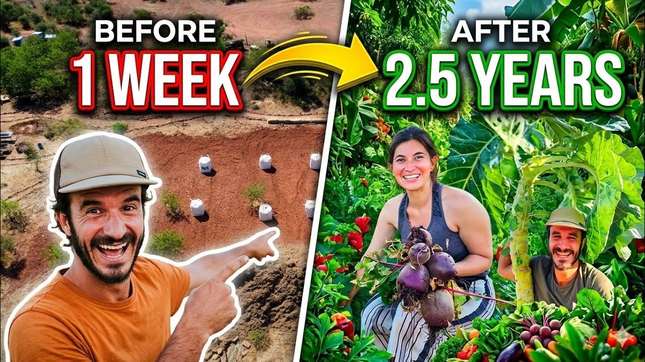 From Nothing to Jungle: 10 Mini Food Forests in 2.5 Years