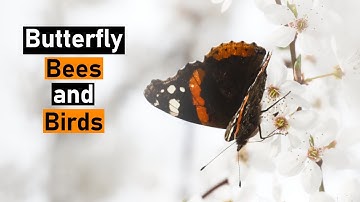 Photograph Butterflies, Birds and Bees!