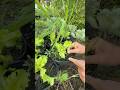 #pgardening #plamvuon #ptrongrausach