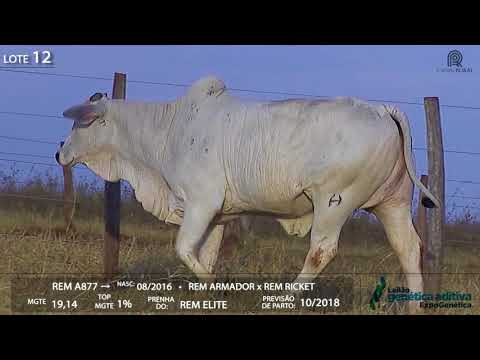 Lote 12 - REM FALADHEIRA