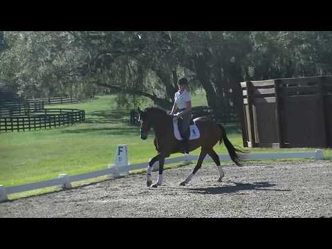 Training Dressage Test B 2018