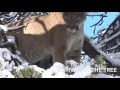 Northern Arizona OTC Mountain Lion Hunt