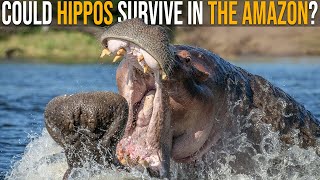 ヒッポ海を渡る　7か国　Hippo Goes Overseas ヒッポ海を渡る 7か国 Hippo Goes Overseas World Hippo Day, an