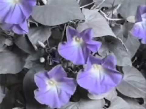 Putar I.G.Y. (International Geophysical Year) - Howard Jones