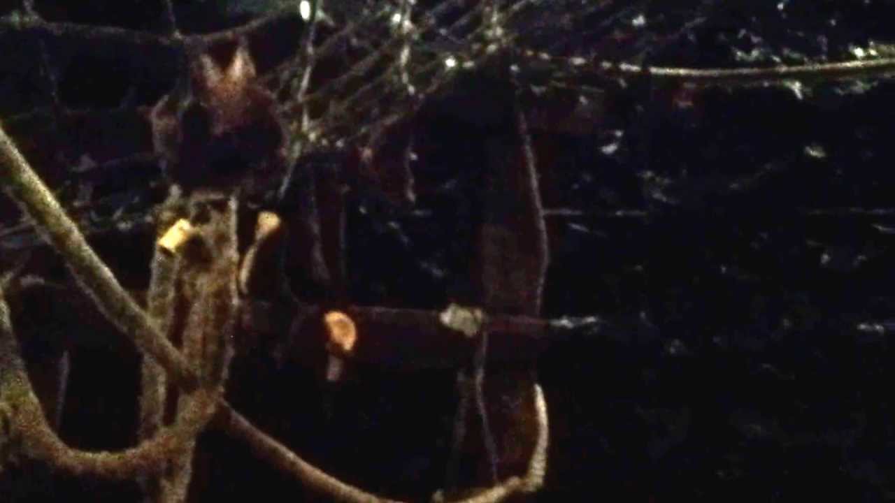 Bat Cave at Longleat YouTube