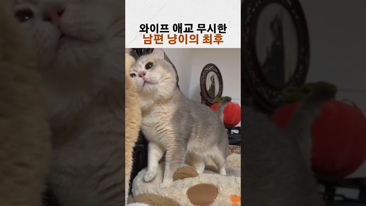 와이프 냥이의 애교를 무시한 남편 냥이의 최후 ㅋㅋ