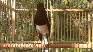 Siulan Kacer Ngotot memanggil lawan Ampuh buat terapi dan pancingan Auto gacor konslet