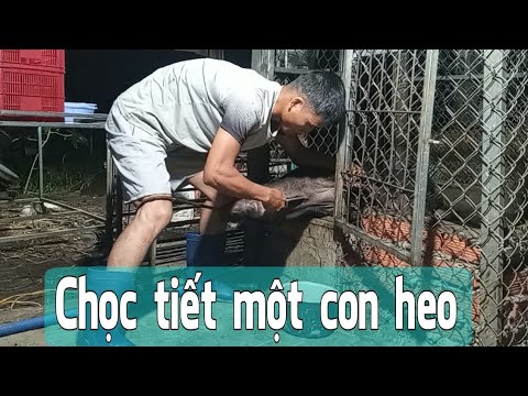 Chọc tiết một con heo