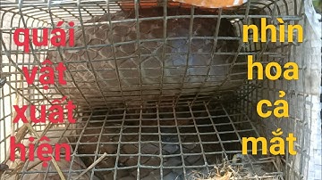 Hành trình săn rắn và chạm quái vật nhìn sướng con mắt/snake trap in Vietnam