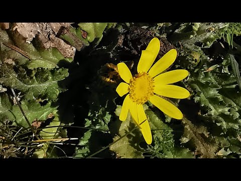 Ανοιξιάτικα σενέκια (Senecio