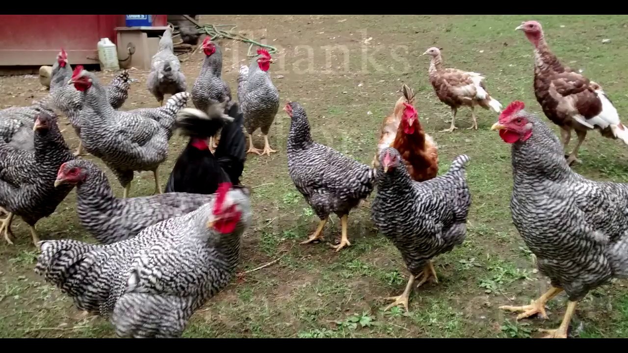 Farpoint Farms Shows Its Design For Chicken "Hoop Coops" 2 for less