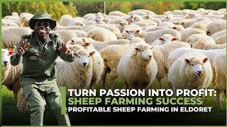 How To Start a Simple Profitable Sheep Farm