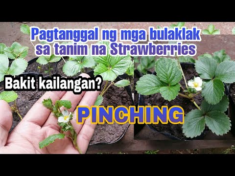 Video: Electric Lopper: Paano Pumili Ng Isang Mahabang Paghawak Ng Hardin Ng Hardin Para Sa Mga Pruning Puno? Mga Tampok Ng Mga Modelo Ng Bosch