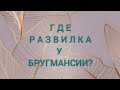 О развилке, "липовой" обрезке и листопаде у бругмансий.