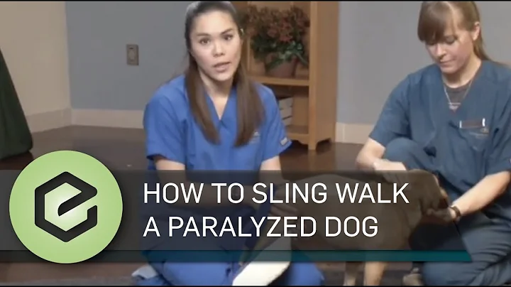 How to Sling Walk a Paralyzed Dog - DayDayNews