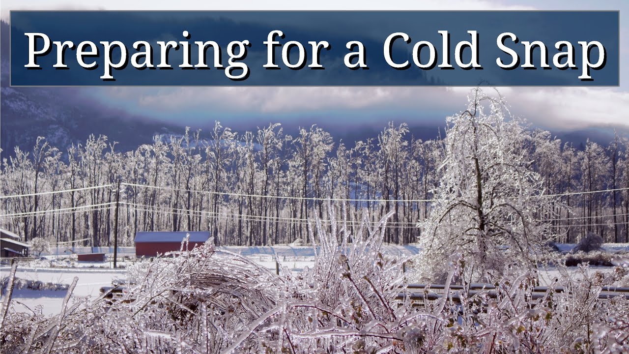Preparing for a Cold Snap - YouTube