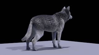 3D Wolf turntable reel