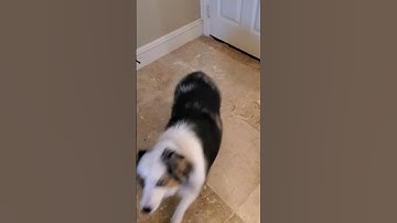 Pinkie the Housewife - Koda the Mini Aussie, Bad Bad Dog 🐕