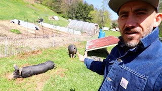 MOVING PIGS for the FIRST TIME (Homesteading VLOG)
