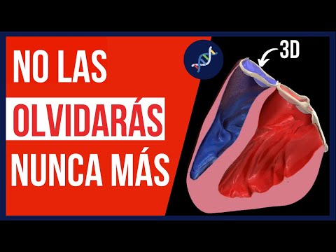 Video: Durante la diástole ventricular, ¿qué válvulas están abiertas?