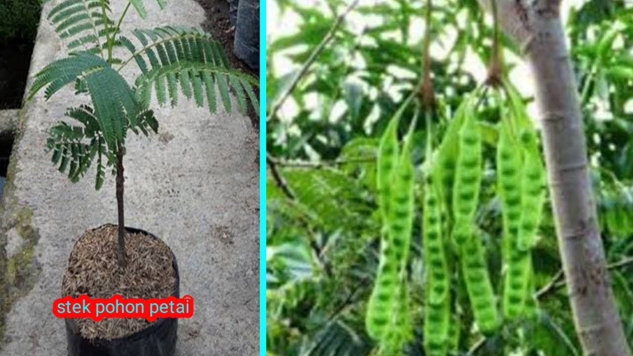 Cara jitu Stek batang Petai agar cepat tumbuh dan Cara jitu Stek batang Petai agar cepat tumbuh dan