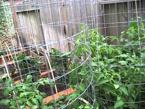 High Yield Tomato Plants: 50-80 lbs per Plant