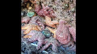 Bay Nature Talks: Tidepools