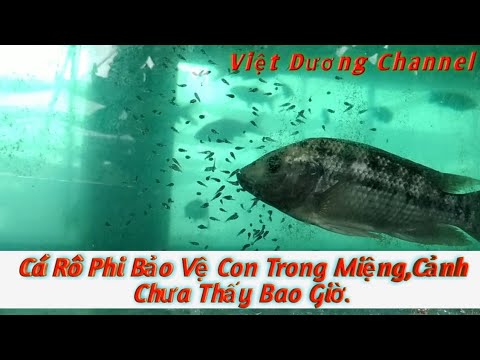 Video: Con Cá Rô Trông Như Thế Nào