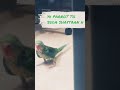 ye parrot to bdda hi shaytaan h #parrotplaytime #parrotlovers #birdlovers