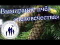 Последствия аномальной солнечной радиации для пчёл.