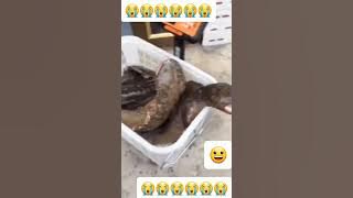Animal sounds that resemble human babies #salamander #animals #funny #trending #voice #shorts