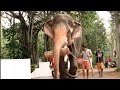 രാമന്റെ ഒരു Lockdown കാഴ്ച | Thechikottukavu Ramachandran Elephant in Kerala