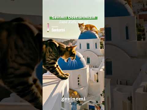 🐾🌍 Dünya Kediler Günü Kutlu Olsun!