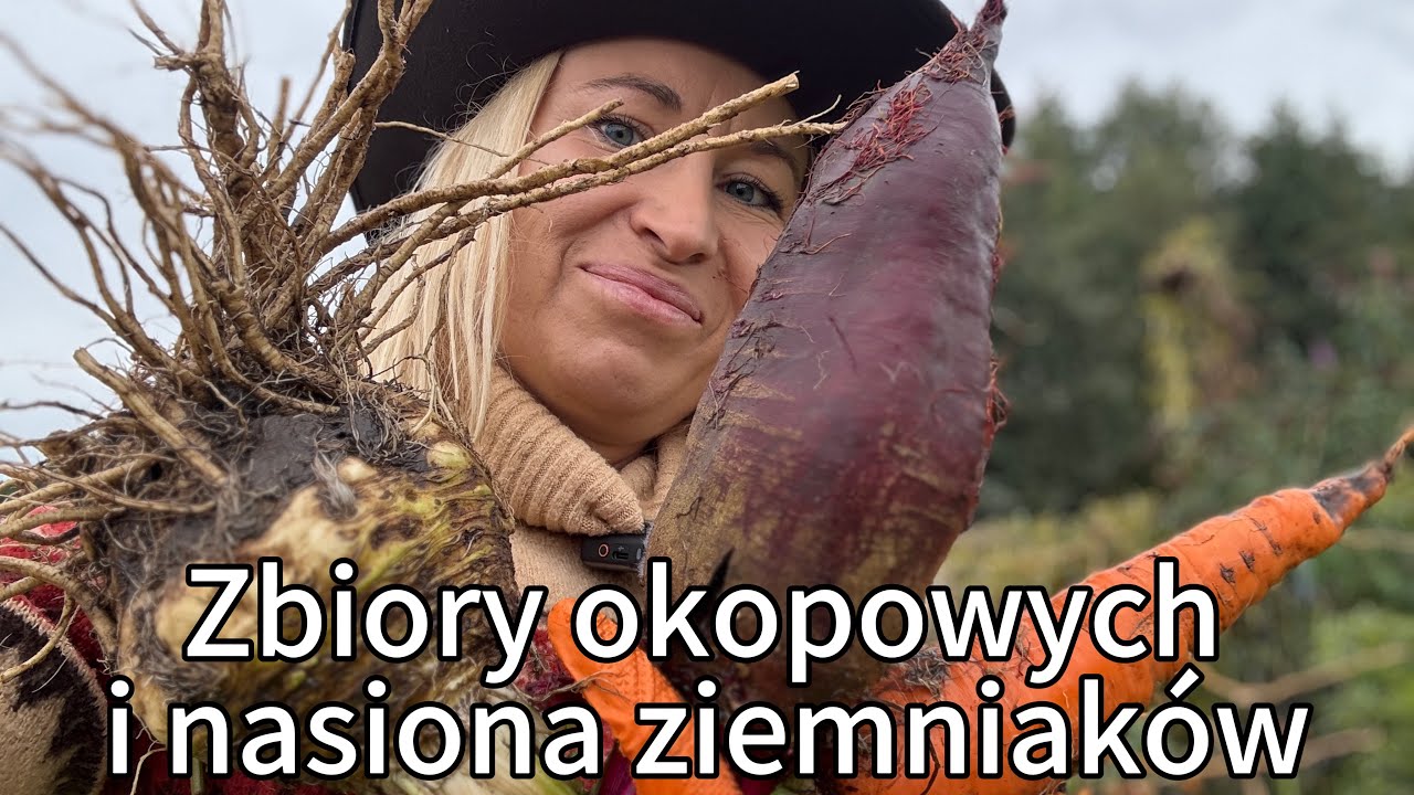 Zbiory roślin okopowych i nasion ziemniaka / Harvesting root crops and potato seeds