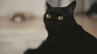 import 616e7d55dc7db8 56370719 FPpreview