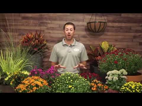 Video: Livespan Of Mums - How Long Do Chrysanthemums Last