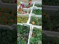 Saudi Arabia Dammam  plants Nursery Garden
