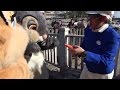 【TDS】にんじんをあげよう!【ファンカスト、ケープコッド】