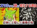 【猶予無し】2026年 日本で急増!? 頭に寄生する「進化したシラミ」頭皮を食い荒らす【ずんだもん解説】