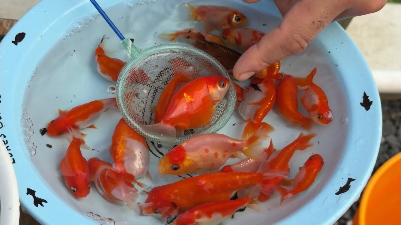 Harvesting my Goldfish (For Consumption)- Delicious! 
