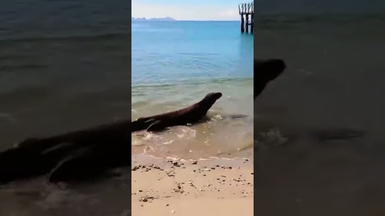 Komodo dragon attack on deer