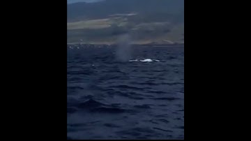 YES WHALE!!! #pleasesubscribe #swifties #taylorswift #swiftiesforever