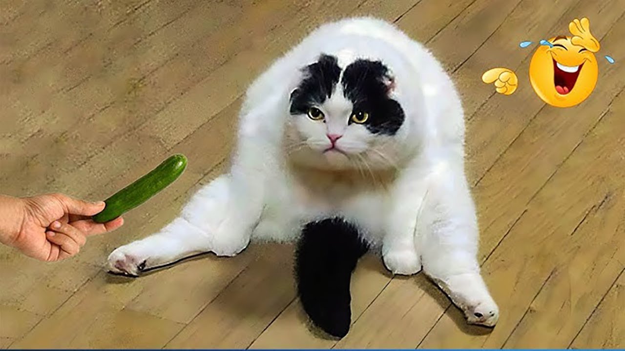 Try Not To Laugh With Funny Pet Moments 😂  #25