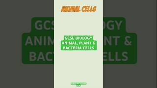 Everything You Need To Know On Animal, Plant And Bacteria Cells