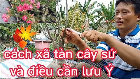 CÁCH XÃ TÀN CÂY SỨ VÀ ĐIỀU CẦN LƯU Ý( xã nóng trên chậu) @UCTHUBonsaiCanTho .