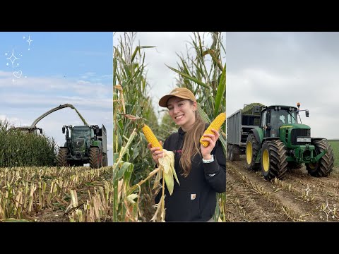 Kukurydza na kiszonkę - po gradzie 🌽