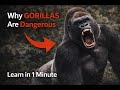 ⚠️ Why Gorillas Can Be Extremely Dangerous! 🦍😱